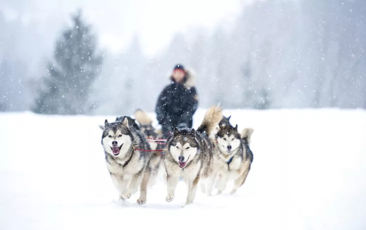 Huskys