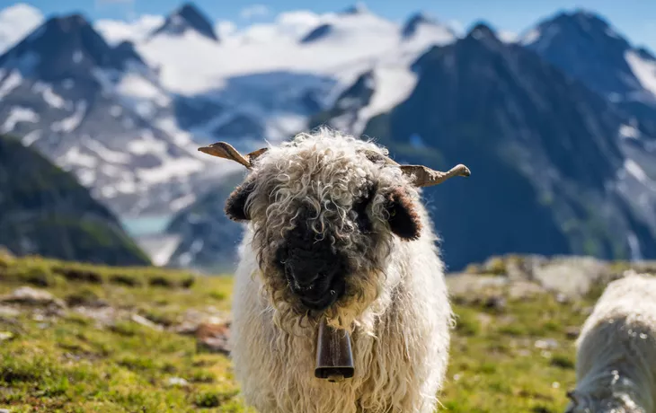 Valais Blacknose sheep of the Valais Alps