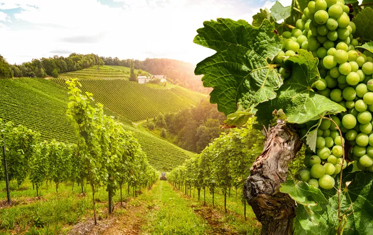 Wachau: das berühmteste Weinbaugebiet Österreichs