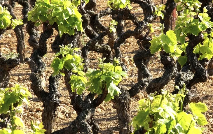 Languedoc, Wein