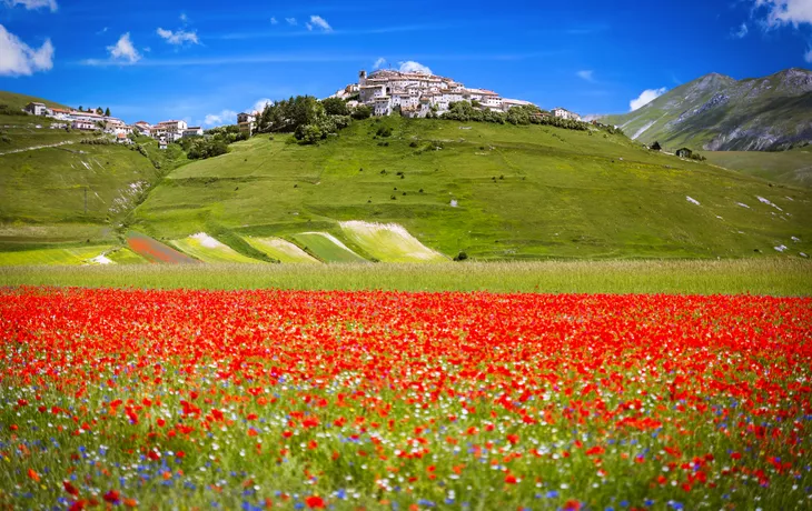 Blütezeit bei Castelluccio in Umbrien, Italien