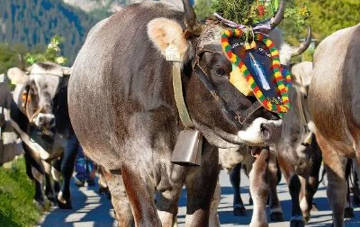 Almabtrieb in Tirol