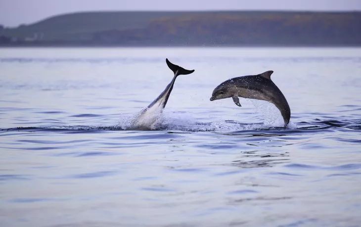 Delfin- Beobachtung am Chanonry Point auf der Black Isle in Schottland