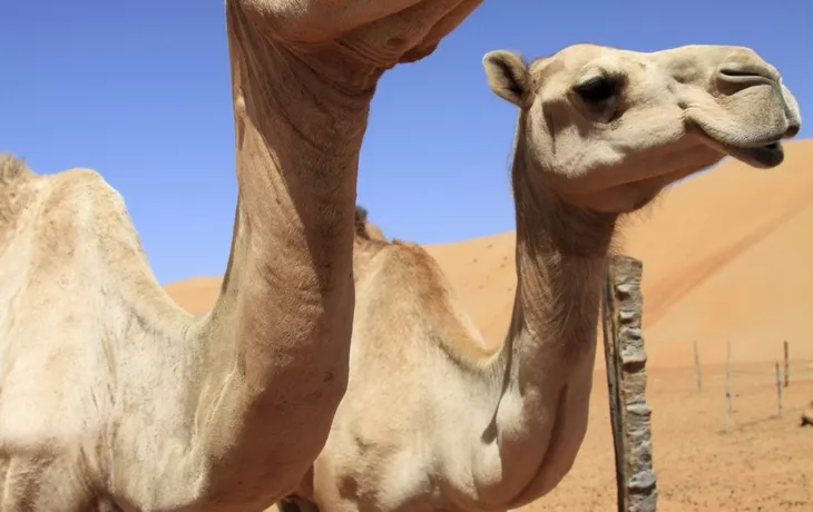 Kamele in den Wahiba Sands, Oman