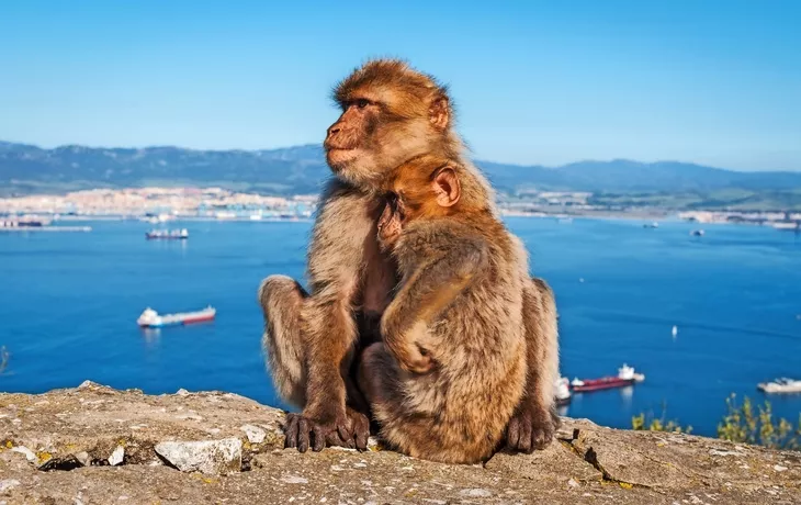Sitzen Barbary Makaken auf dem Felsen von Gibraltar