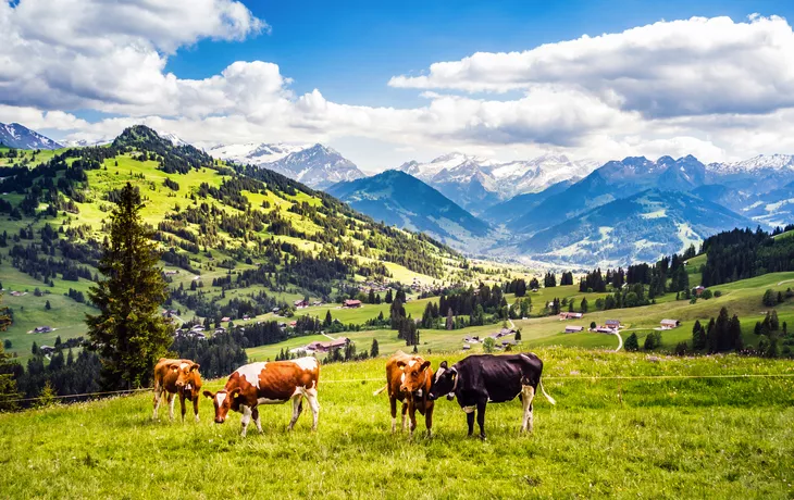 Kühe im Simmental im Berner Oberland, Schweiz