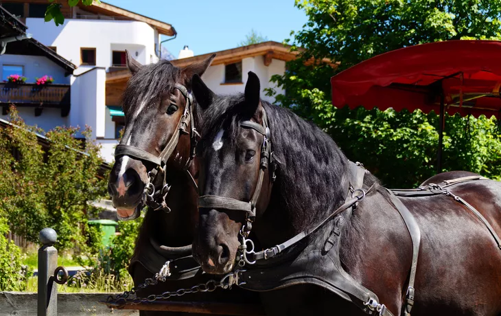 Pferdekutschfahrt in Seefeld in Österreich