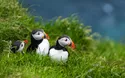 Nordkap und Lofoten - 10 Tage