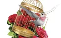 Classic - Bad Ischl - Operetten - 1 Tag