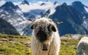 Alpenwelt Schweiz - 4 Tage