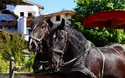 Tirol-Rundfahrt - 1 Tag - VIP-Liner