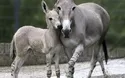 Tiergarten Stuttgart - 1 Tag 