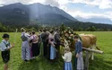Almabtrieb Mittenwald - 1 Tag 