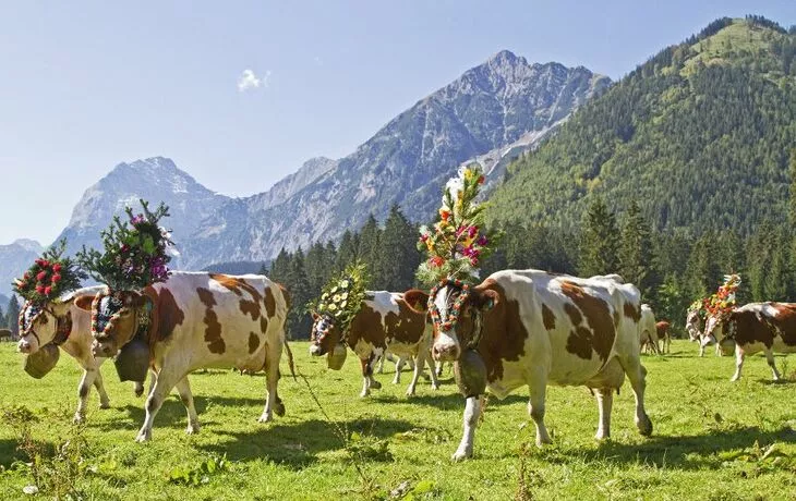 festlich geschmückte Kuh beim Almabtrieb