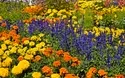 Chrysanthemenzauber Lahr - 1 Tag 