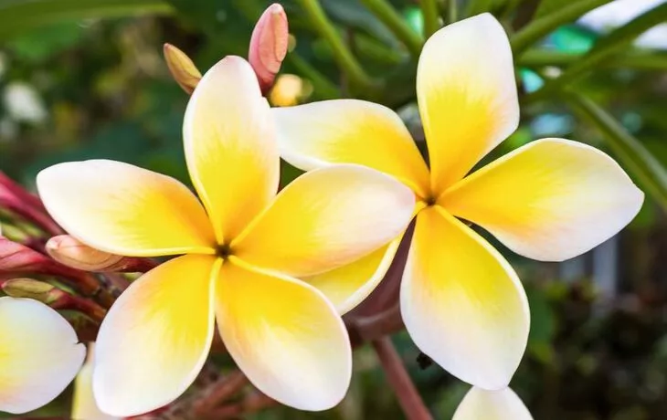 Plumeria or frangipani.