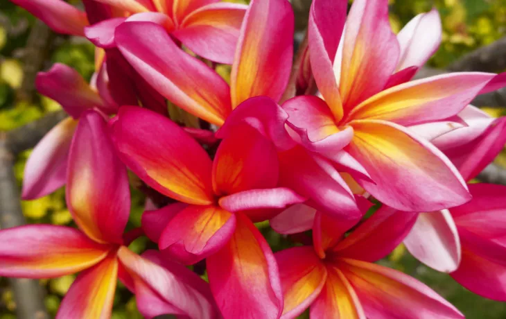 Tahiti