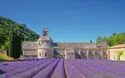 Provence Lavendel - 7 Tage