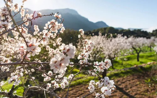 Mandelblüte an der Algarve