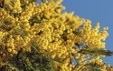 Mimosen an der Cote d'Azur - 4 Tage