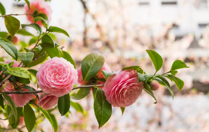 Kamelienrosablumen im Garten