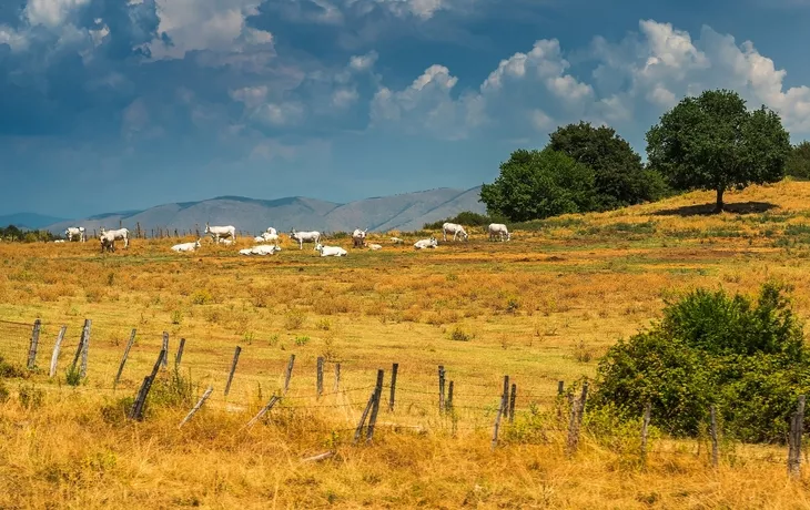 ungarische Steppenrinder