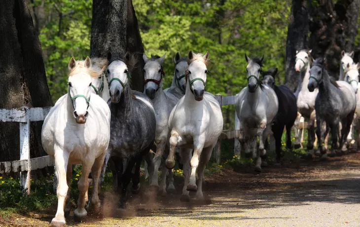 Lipizzaner auf dem Gestüt Lipica in Slowenien
