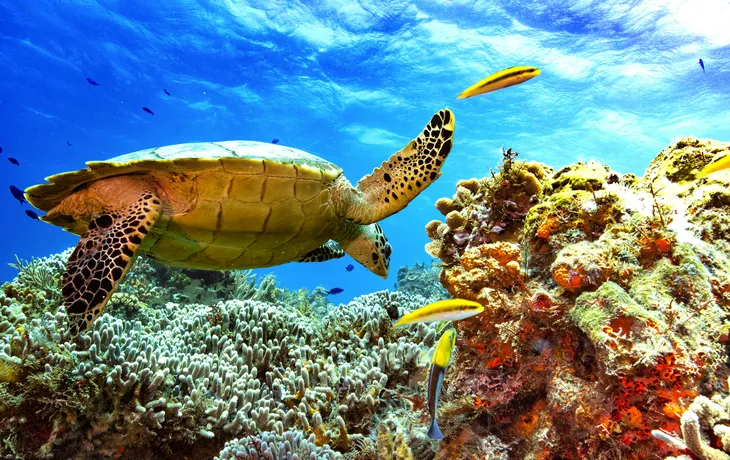 Unterwasserwelt vor Cozumel