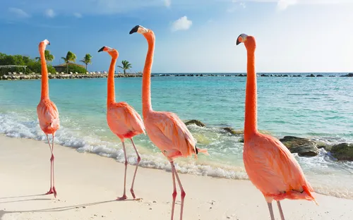 Flamingos laufen am Strand von Aruba