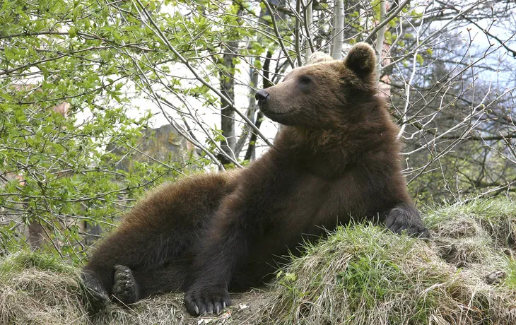 Alpenzoo