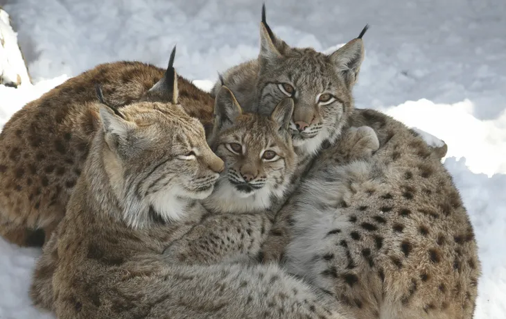 Alpenzoo