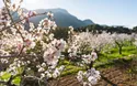 Mandelblüte Algarve - 8 Tage - 2027