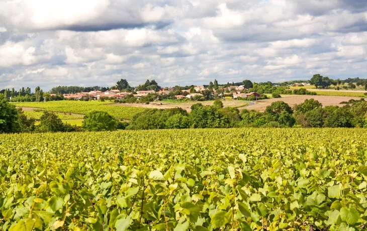 Weinbaugebiet von Nantes im Frühling