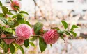 Kamelienblüte Toskana - 4 Tage - 2027