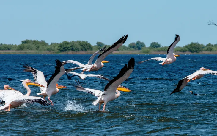 Pelikane im Donaudelta