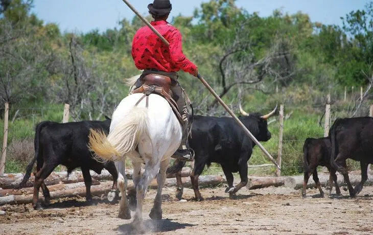 Camargue-Stiere in der Provence, Südfrankreich