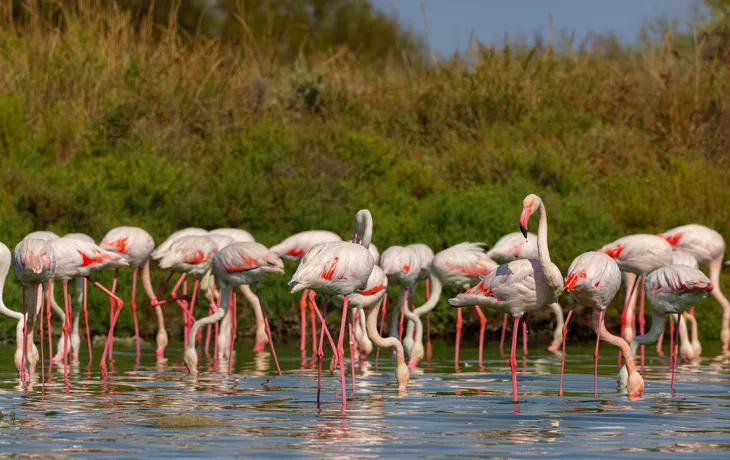 Flamingos in der Camargue in der Provence im Süden Frankreichs