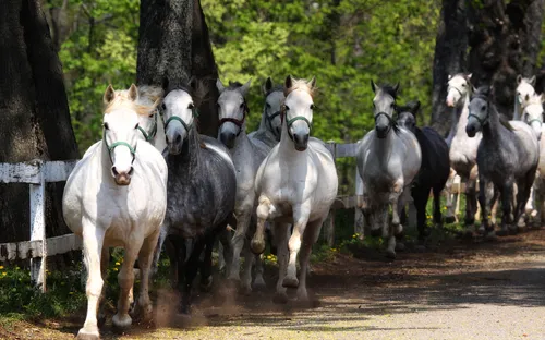 Lipizzaner auf dem Gestüt Lipica in Slowenien