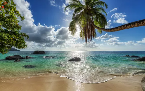 Tropischer Strand mit Palmen, blauem Himmel und ruhigem Ozean.