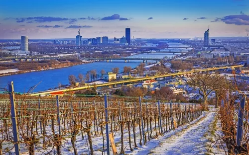 Verschneiter Weinberg mit Blick auf eine Stadt am Fluss.