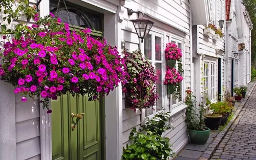 Blumenkästen mit lila Blumen an einem weißen Haus in einer gepflasterten Gasse.