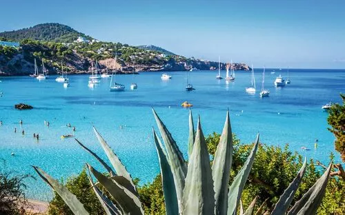 Blick auf eine Bucht mit Segelbooten und einer Agave im Vordergrund.
