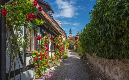 Eine gepflasterte Gasse mit blühenden Rosen und alten Fachwerkhäusern.