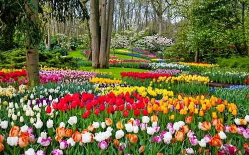 Bunter Blumengarten mit Tulpen in verschiedenen Farben im Park.