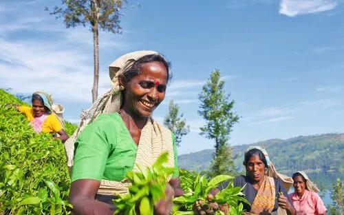 Frauen pflücken Tee auf einer Plantage bei sonnigem Wetter.