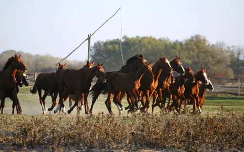 Eine Herde von Pferden galoppiert durch die Puszta in Ungarn.