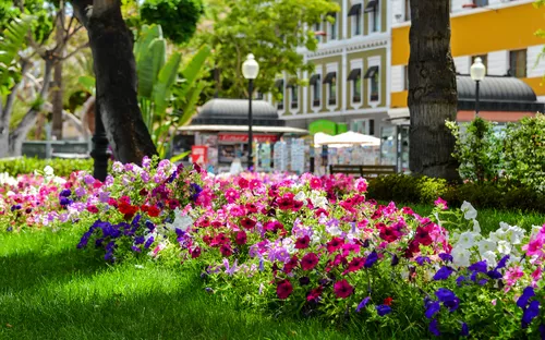 Blumenbeet mit pinken, roten und violetten Blüten im Park neben Gebäuden und Bäumen.
