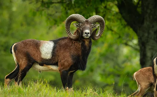 Europäischer Mufflon in der Puszta-Landschaft in Ungarn.