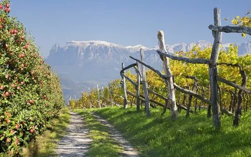 Weg zwischen Apfelplantage und Weinberg mit Bergkulisse.