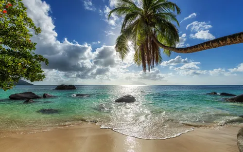 Tropischer Strand mit Palmen, blauem Himmel und ruhigem Ozean.